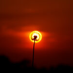 Music For Small Audiences