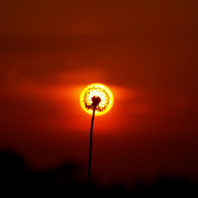 MFSA004: Sun in the Evening episode artwork