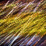 Music For Small Audiences