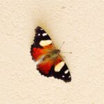 Music For Small Audiences