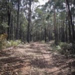 Music For Small Audiences