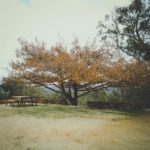 Music For Small Audiences