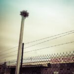 Music For Small Audiences