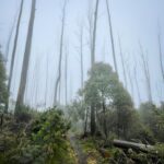 Music For Small Audiences